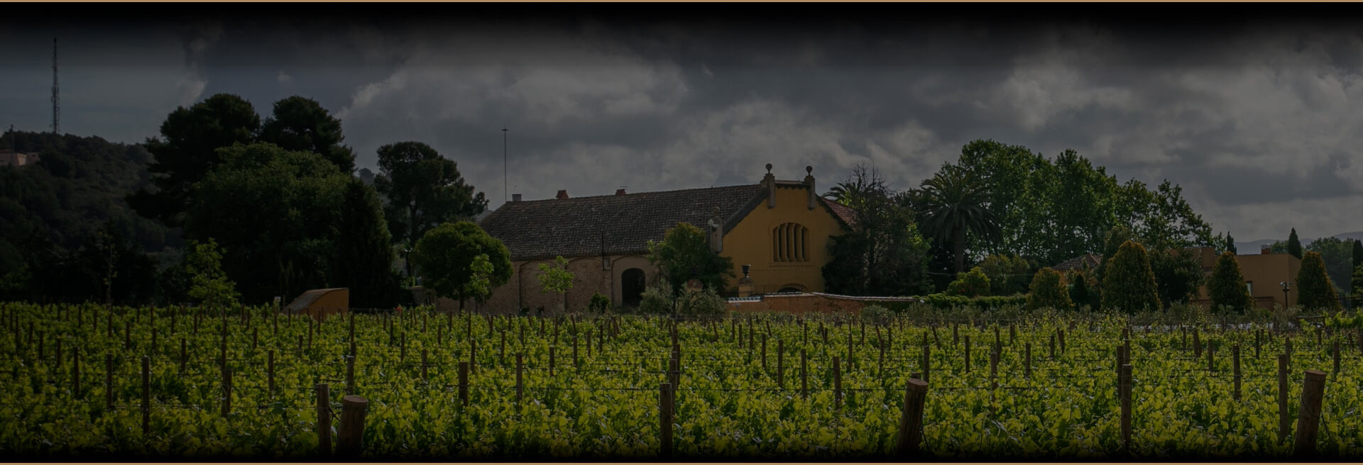 Vineyard with dark stormy clouds overhead, indicating a change in climate