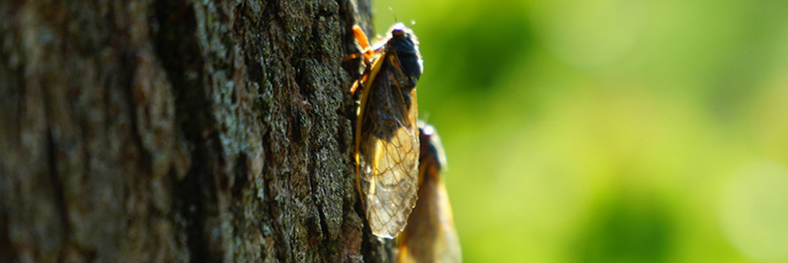 Un par de cigarras en un árbol