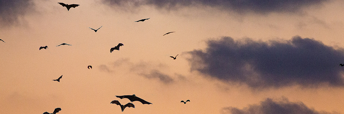 Murciélagos sobrevolando el cielo