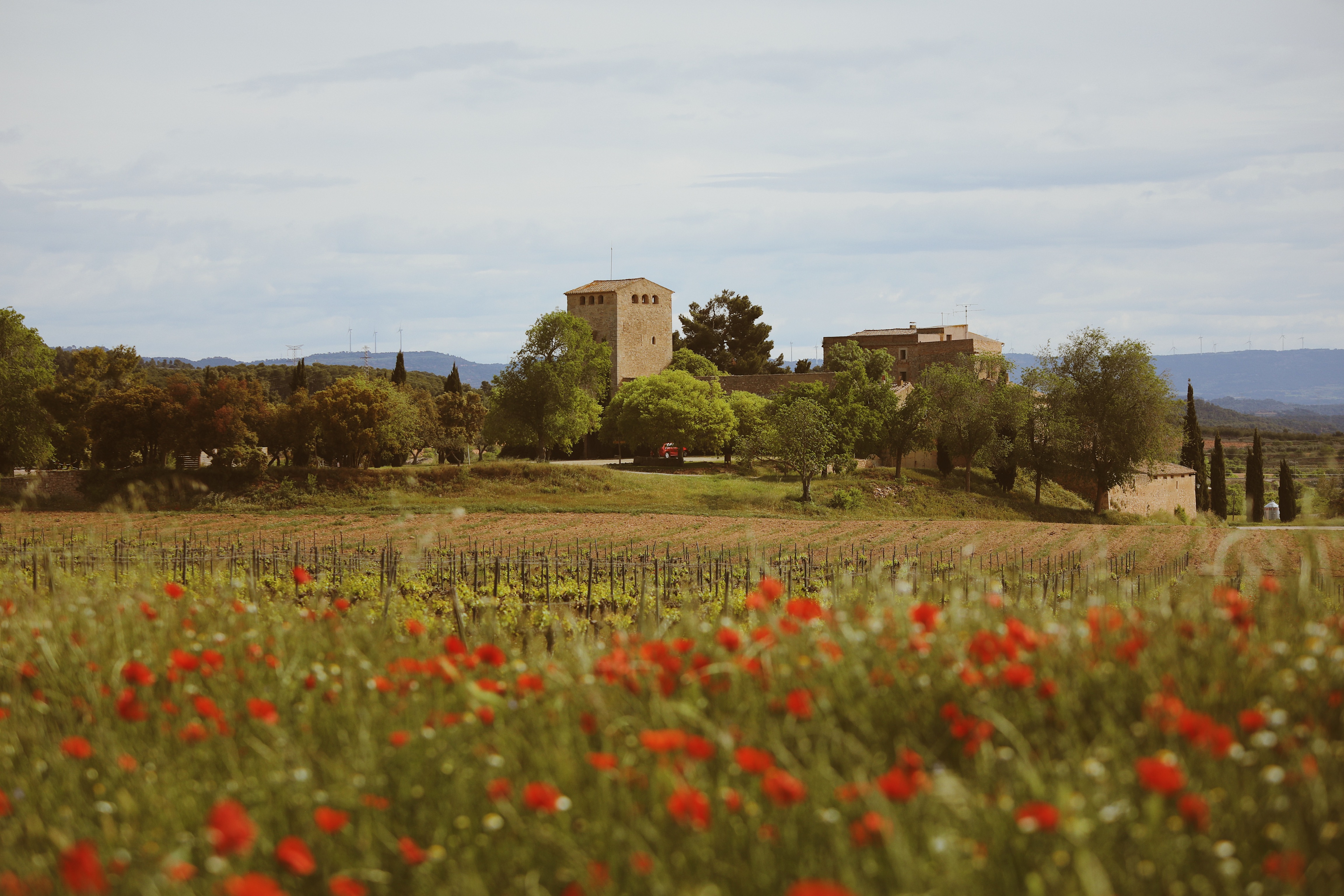 Viñedo Milmanda, propiedad de Familia Torres, ubicado en Vimbodí i Poblet (Tarragona)