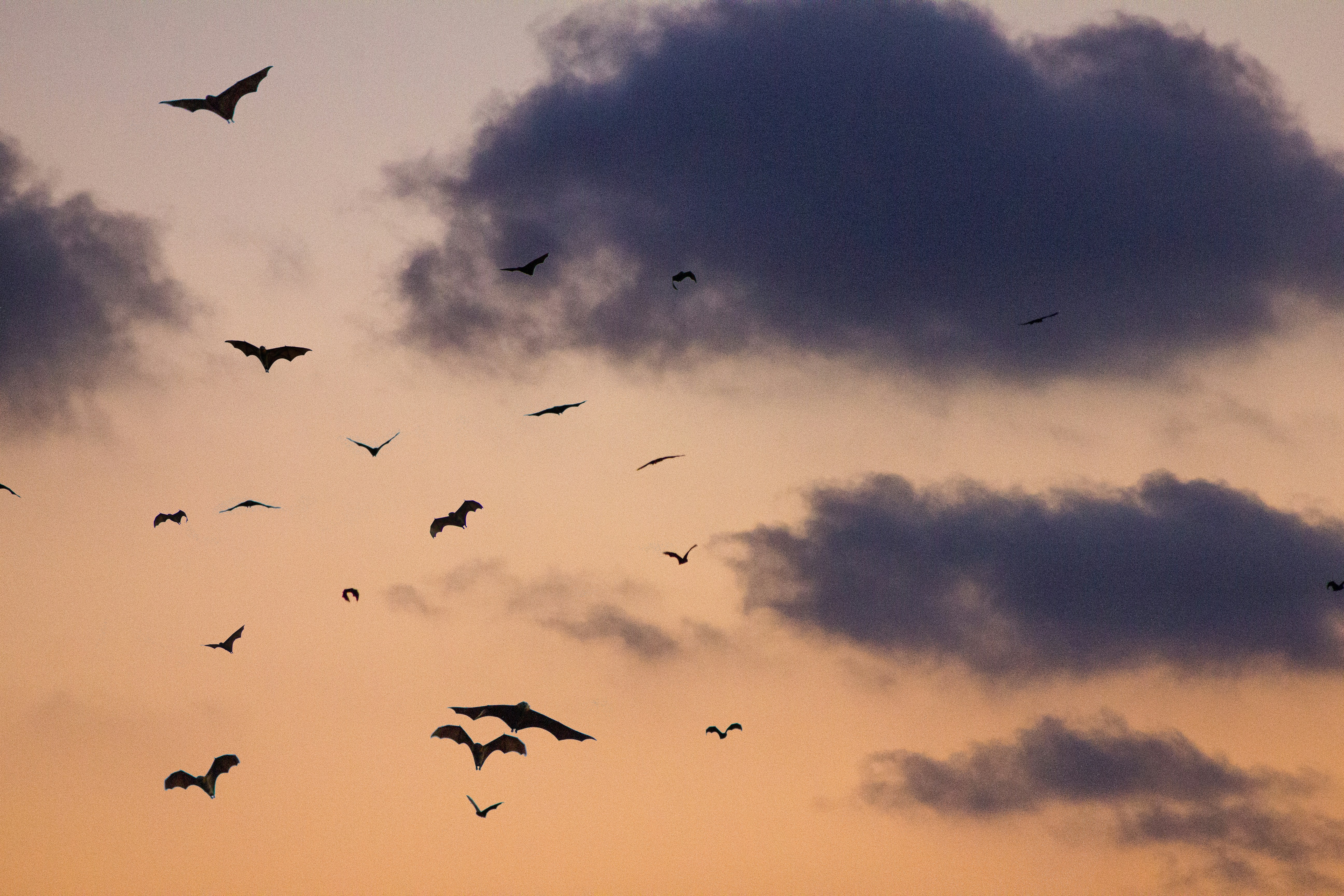 Murciélagos sobrevolando el cielo