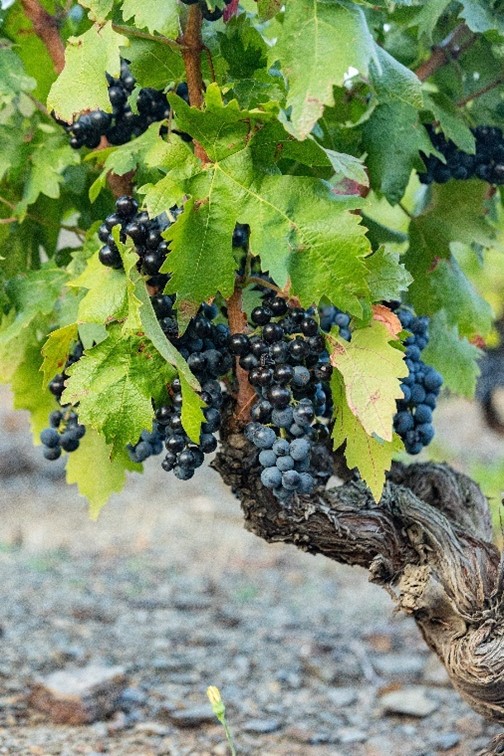 Secret del Priorat, con el viñedo de la DOQ Priorat en el fondo. 