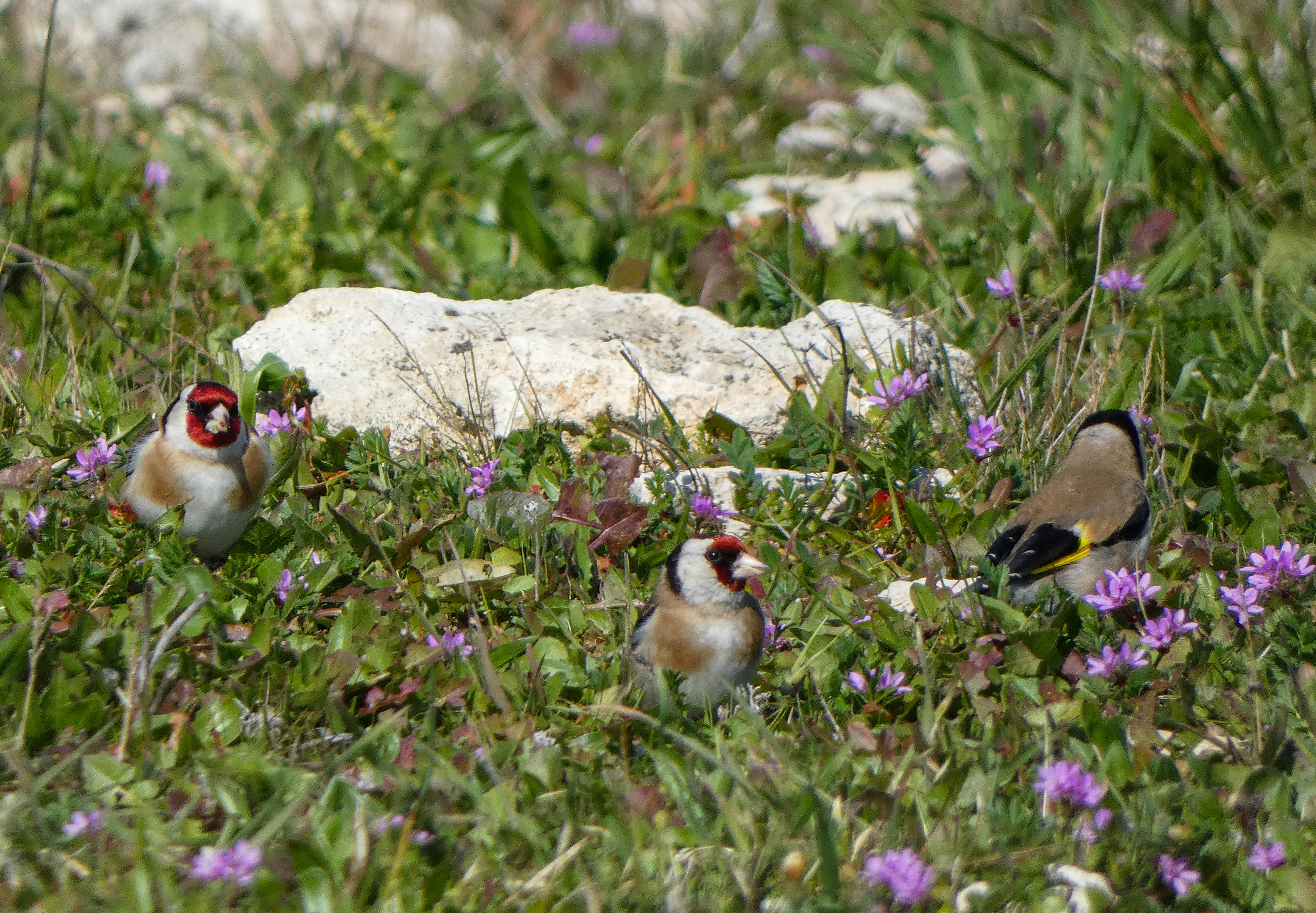 Jilgueros en medio del campo