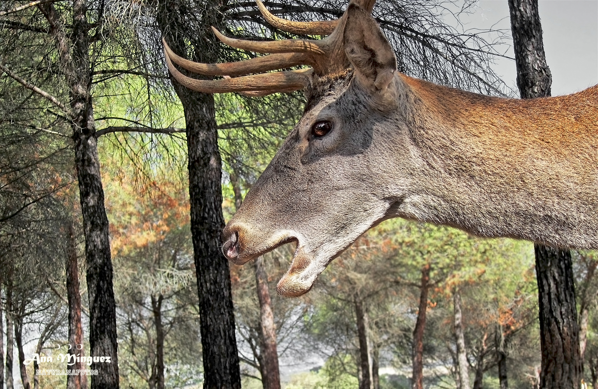 Ejemplar de ciervo en el bosque. Fotografía de: Ana Mínguez