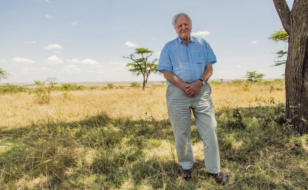 David Attenborough, el legado de un gran divulgador | Familia Torres