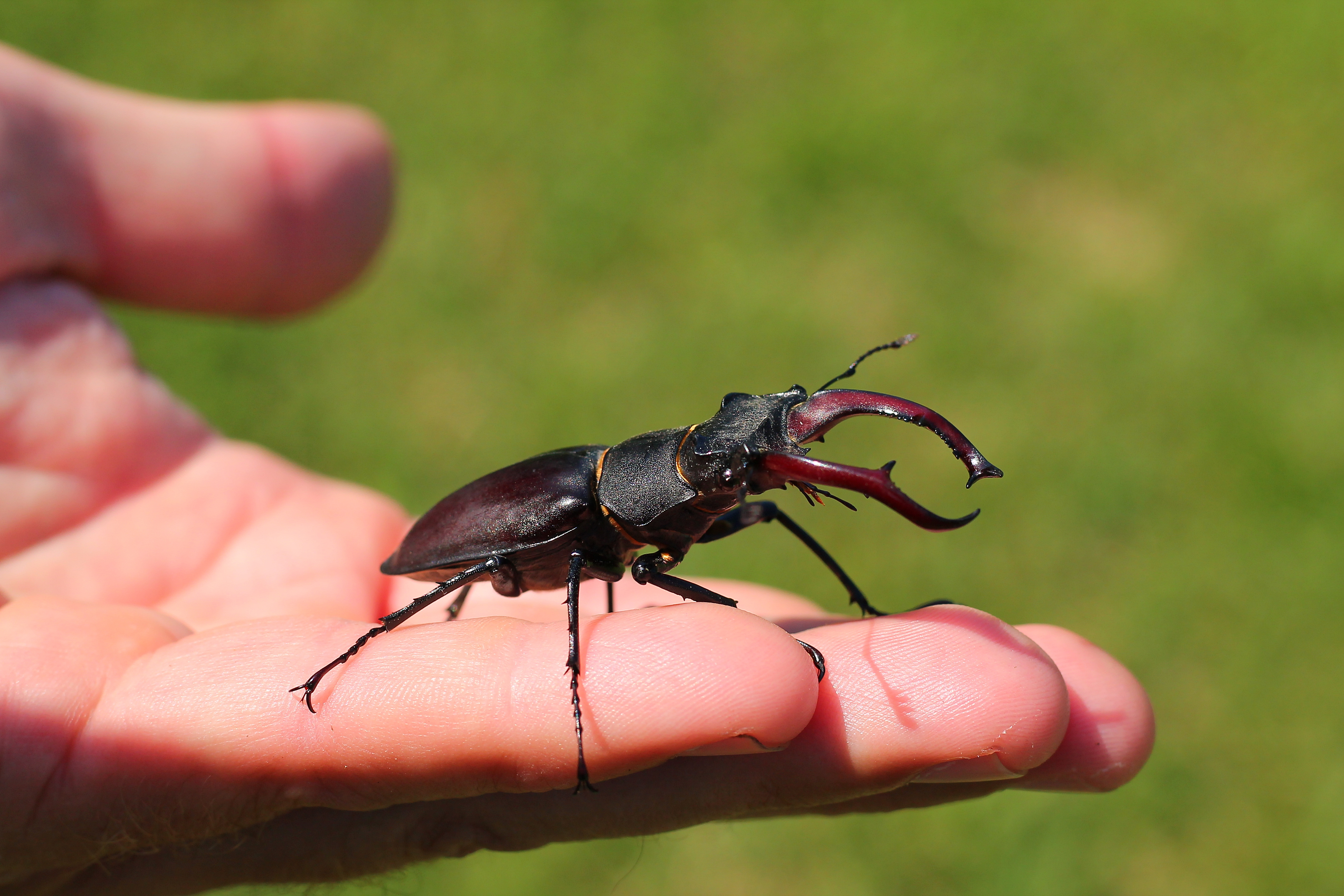 The Harmless Yet Spectacular Stag Beetle | Familia Torres