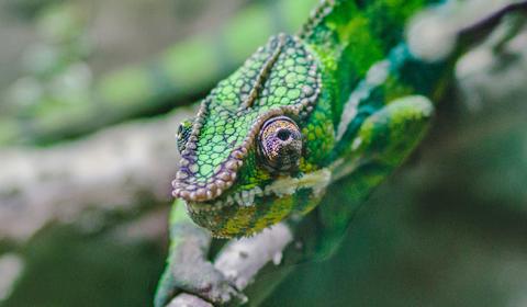 Chameleons: Masters of Camouflage and Adaptation – The Urban Zoo